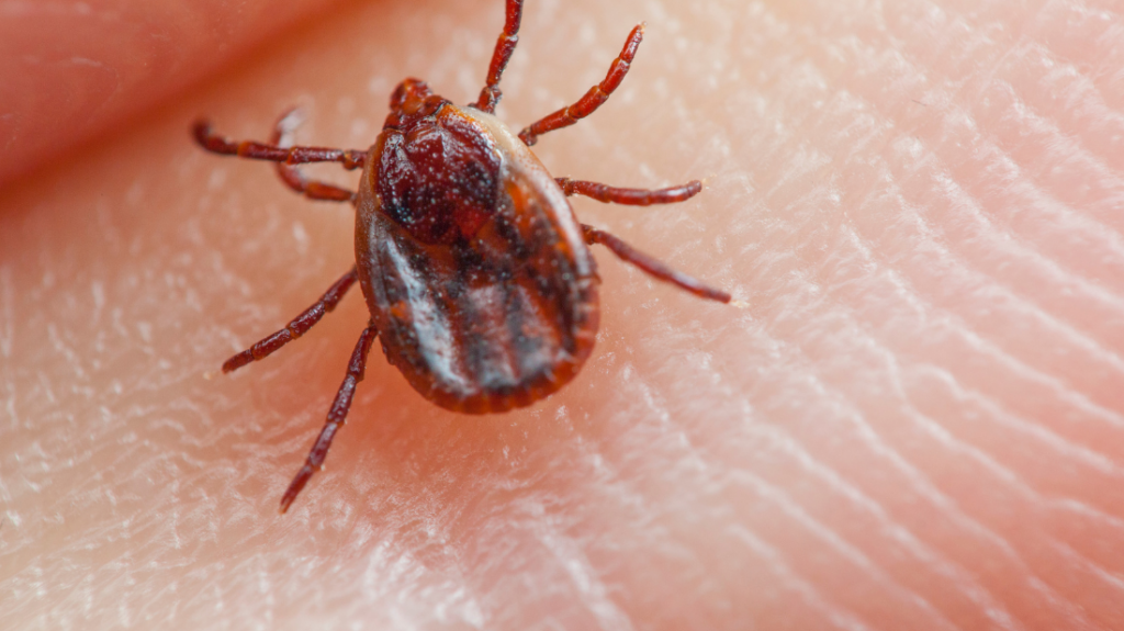 Rencontre santé en ligne “Prévenir la piqûre de tique et la maladie de Lyme”