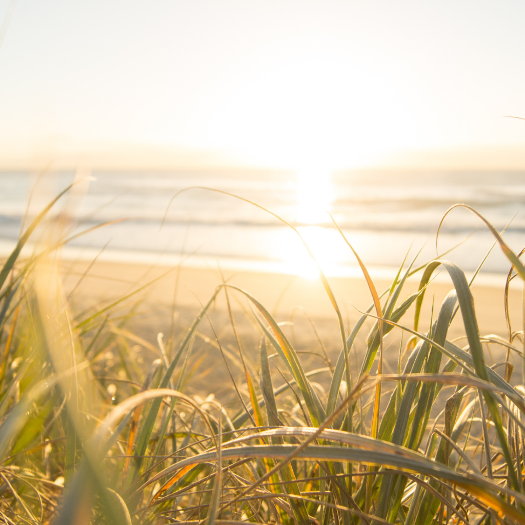 végétation en bord de plage au coucher de soleil avec une forte réflexion lumineuse nécessitant des lunettes de soleil