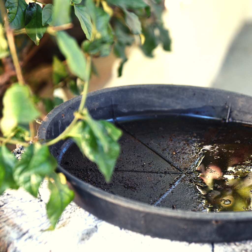 coupelle de pot de fleur avec de l'eau stagnante un lieu de prolifération des moustiques