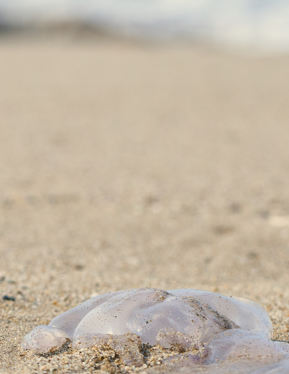 méduses échouée sur la plage