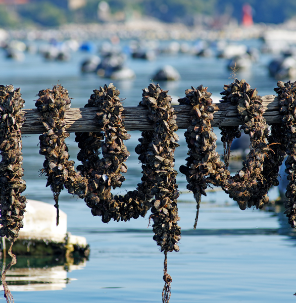 moules sur leurs claies près du littoral