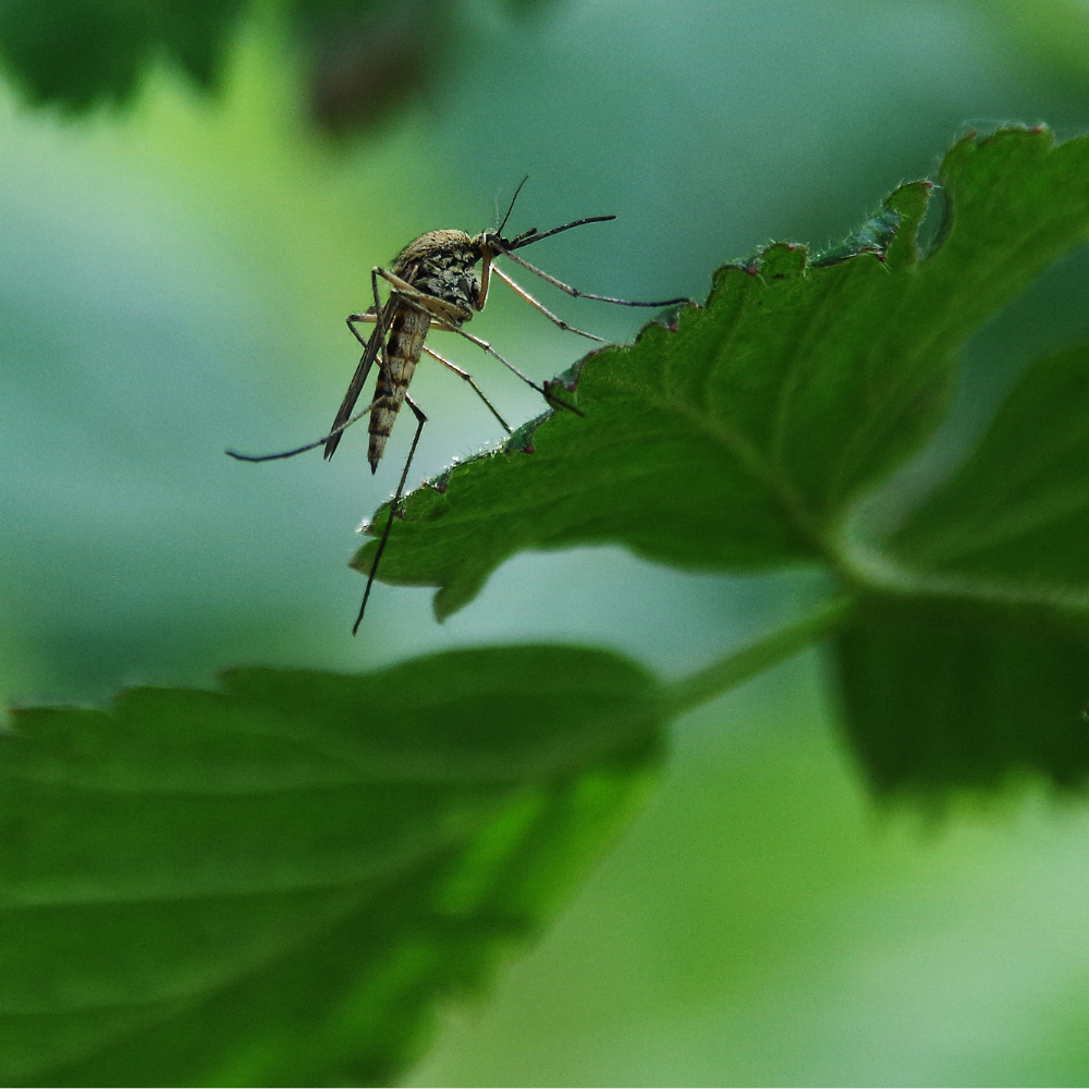 moustique tigre en pleine nature