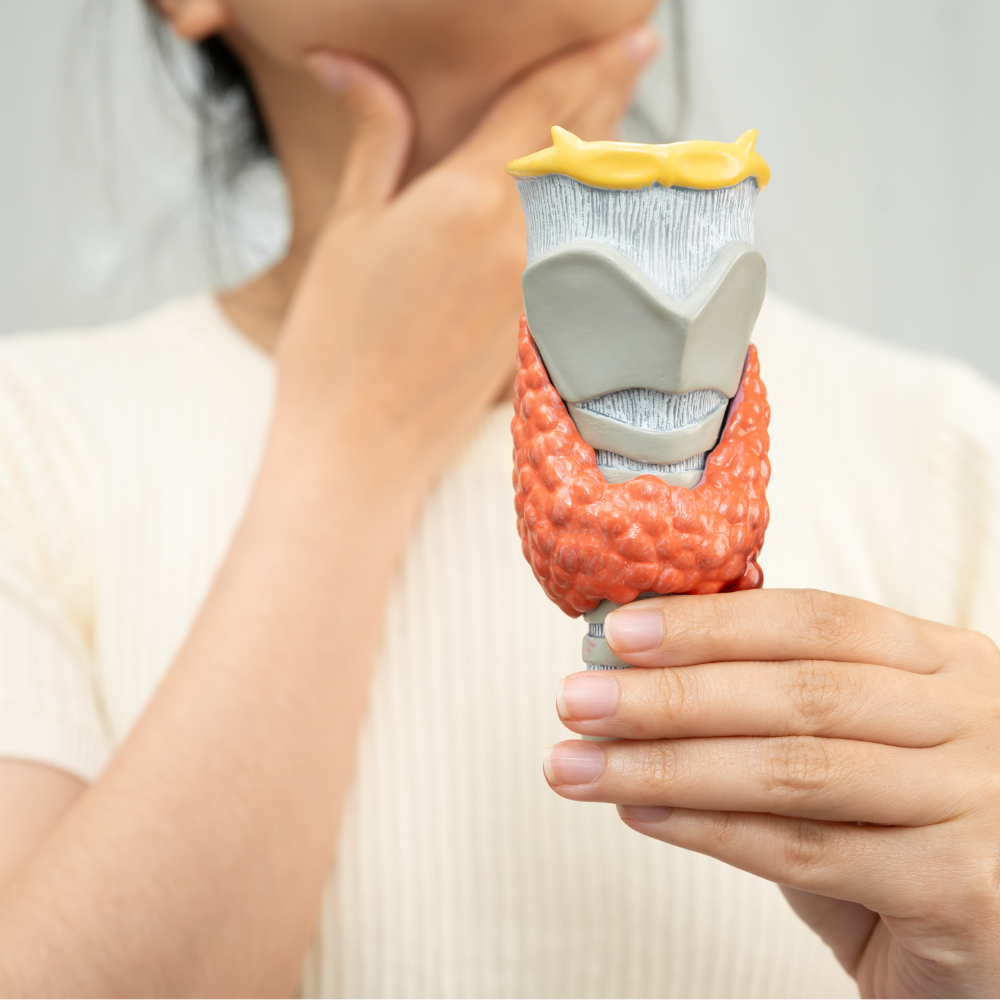 Schéma qui représente la thyroïde