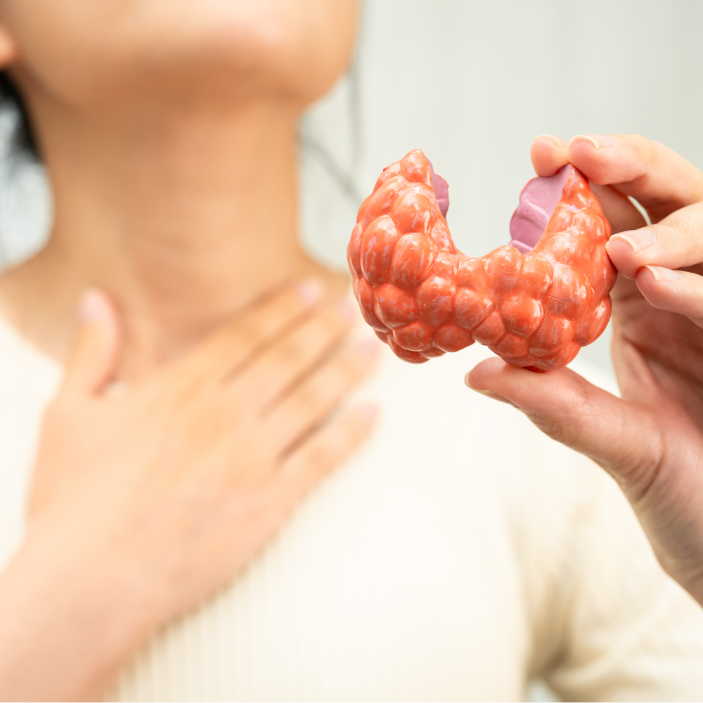 femme tenant en ses mains une maquette de la thyroïde